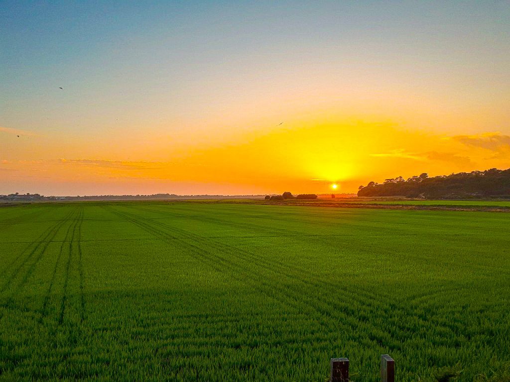 Malownicze pola ryżowe w Comporta oferują urzekające widoki i spokojną atmosferę