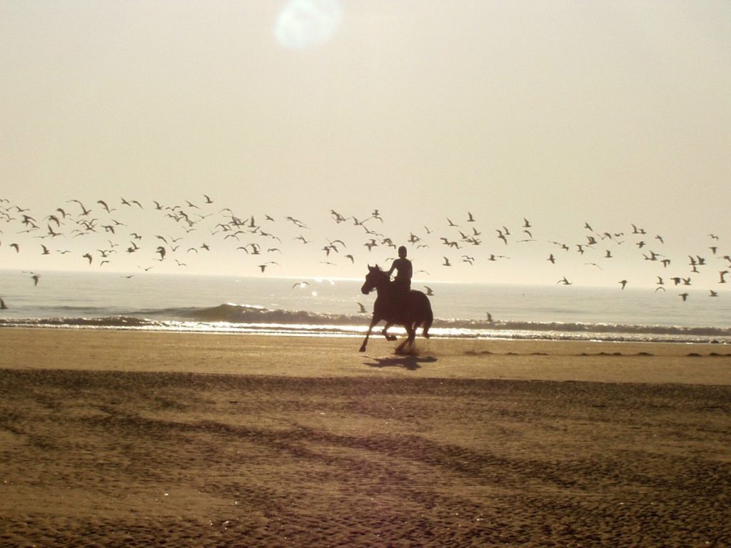  Horseback riding on the beach