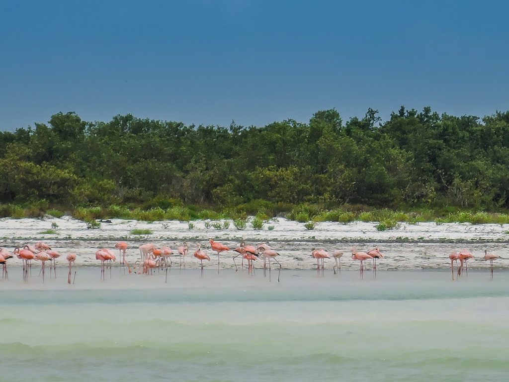 Flamingos on Isla Holbox, Quintana Roo, Mexico