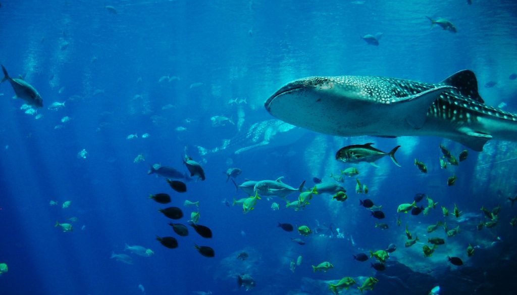Whale shark in all its glory