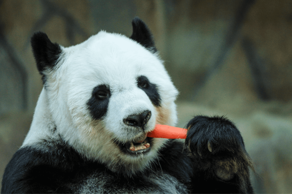 The giant panda is one of the most famous inhabitants of the Berlin Zoo