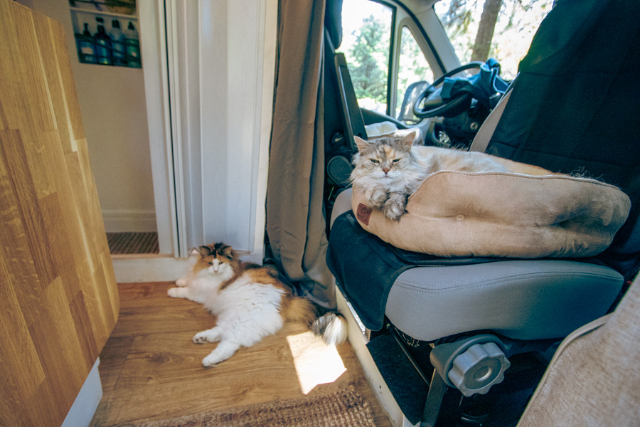 A comfortable pet bed is an absolute must-have when traveling with a cat in a motorhome