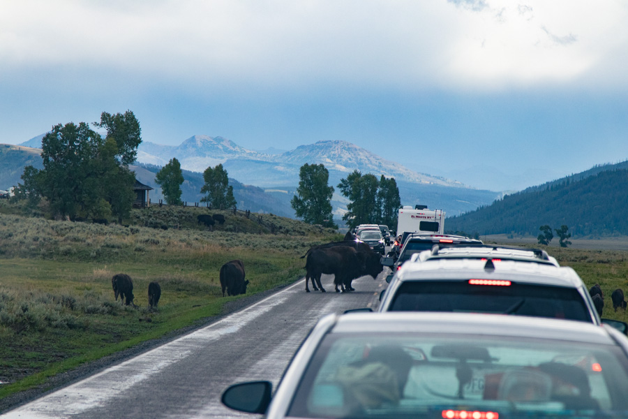 Tips for Visiting Yellowstone National Park