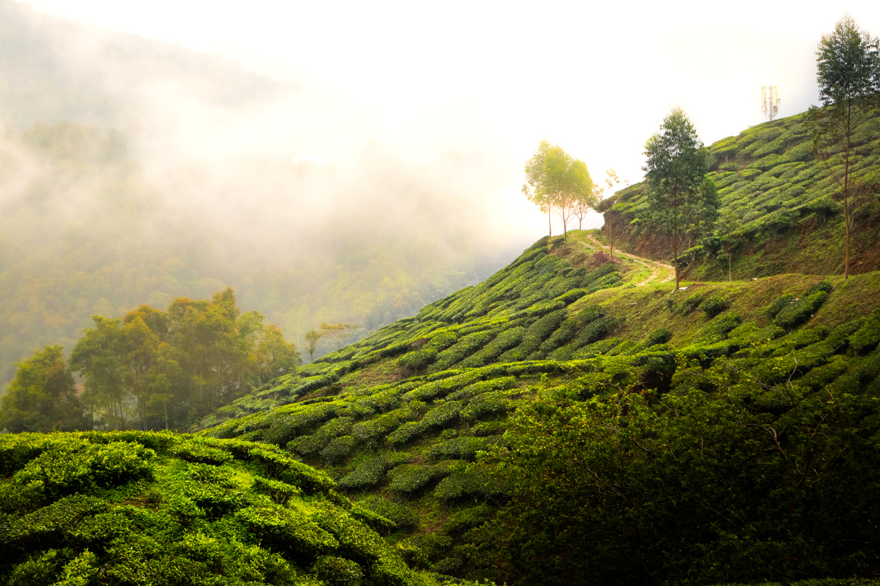 Cameron Highlands słyną z największych plantacji herbaty w całej Malezji