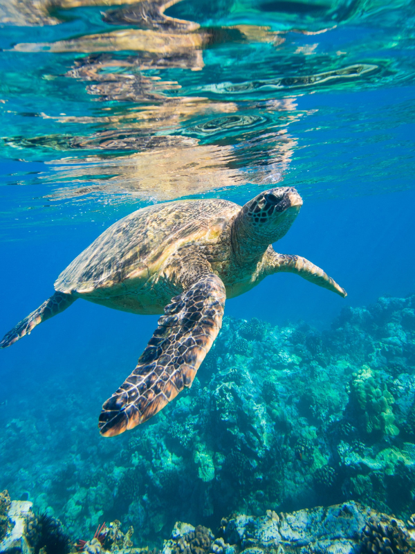 While on Gili Meno, it is worth visiting the turtle sanctuary