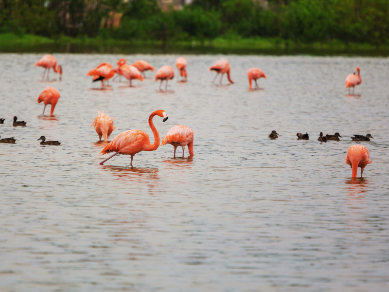 Flamingi na Isla Holbox, Quintana Roo, Meksyk