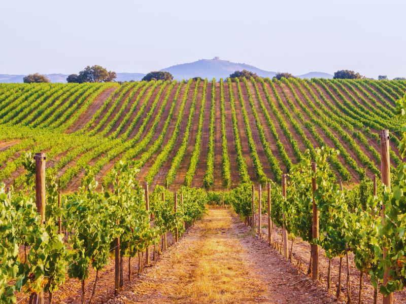 Comporta offers vineyard exploration and Vinho Verde tasting experiences