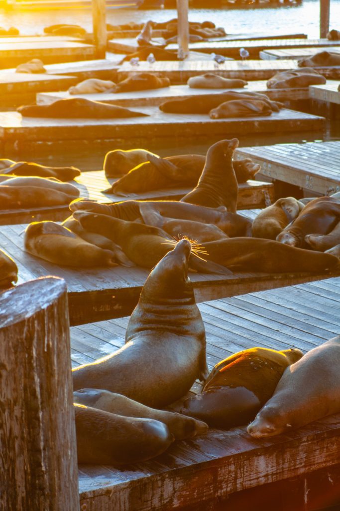 Wylegujące się foki na Pier 39  w San Francisco to główna atrakcja tego miejsca
