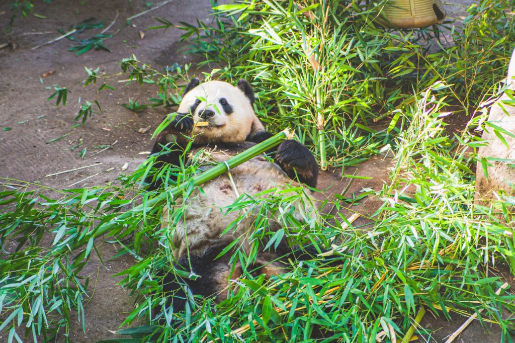 Giant pandas at the San Diego Zoo love not only to eat, but also to pose