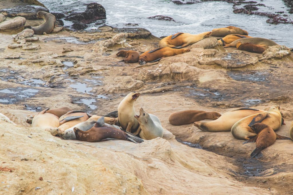 Urokliwe foki i lwy morskie są prawdziwym symbolem dzielnicy La Jolla