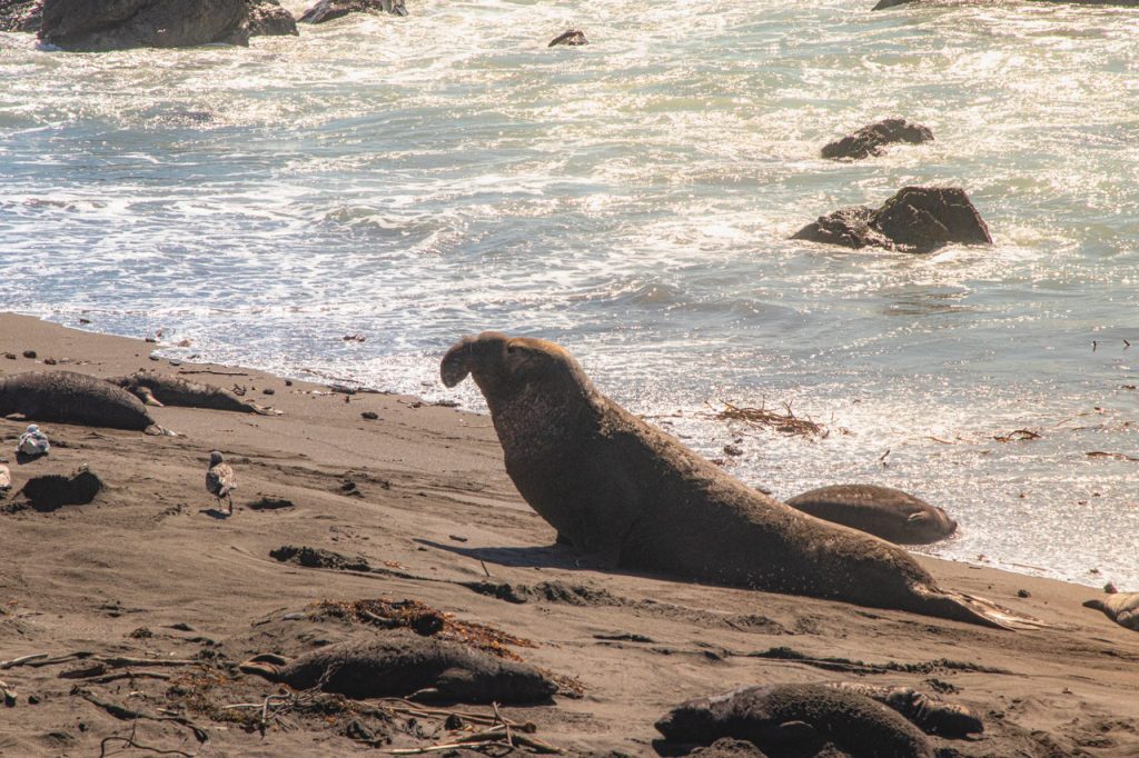 Piedras Blancas, California is one of the best places to spot elephant seals