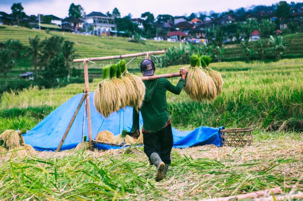 Jatiluwih rice terraces are a true paradise for photography enthusiasts