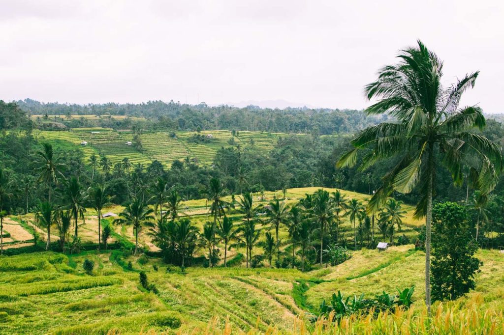 Wizytę w Ubud najlepiej zaplanować na okres od maja do października