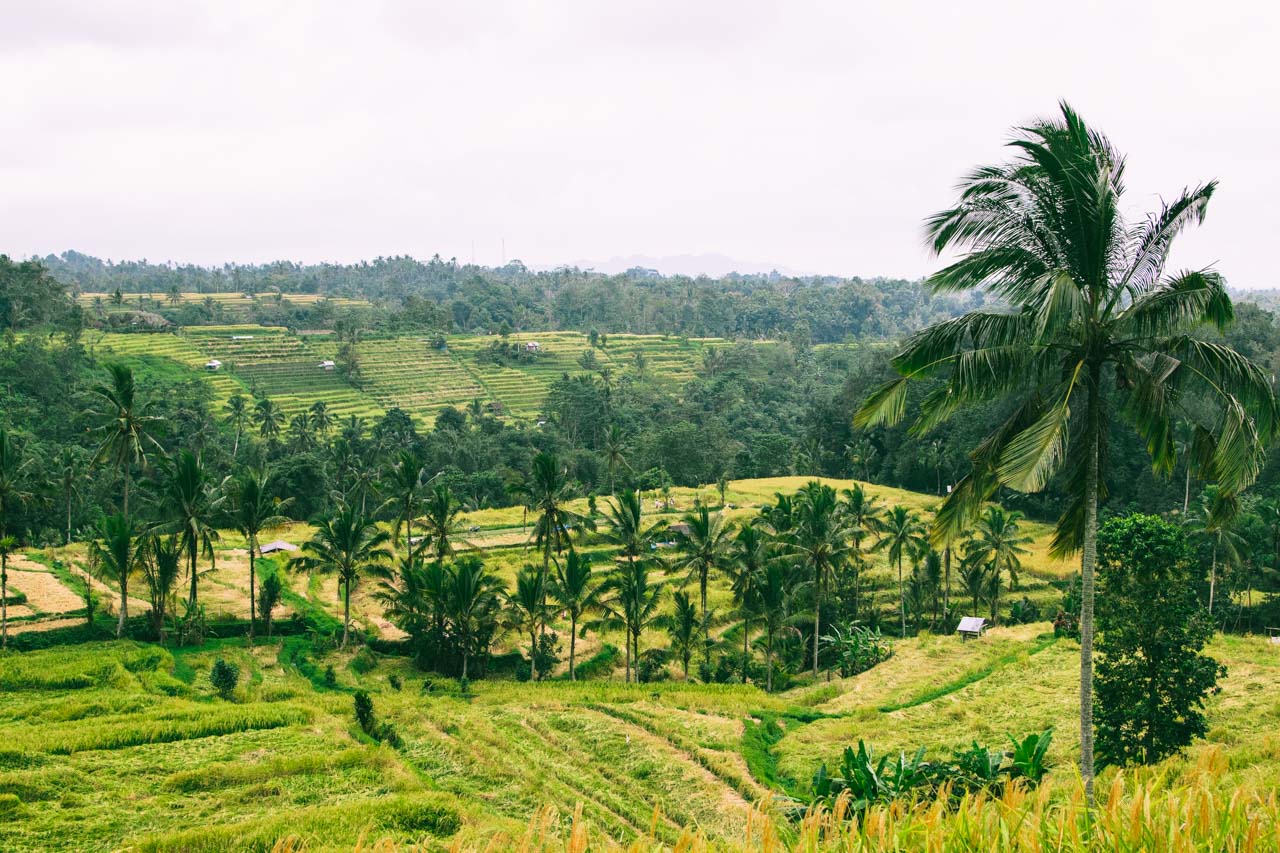 A visit to Ubud is best planned between May and October, when the weather is warm, dry and perfect for exploring