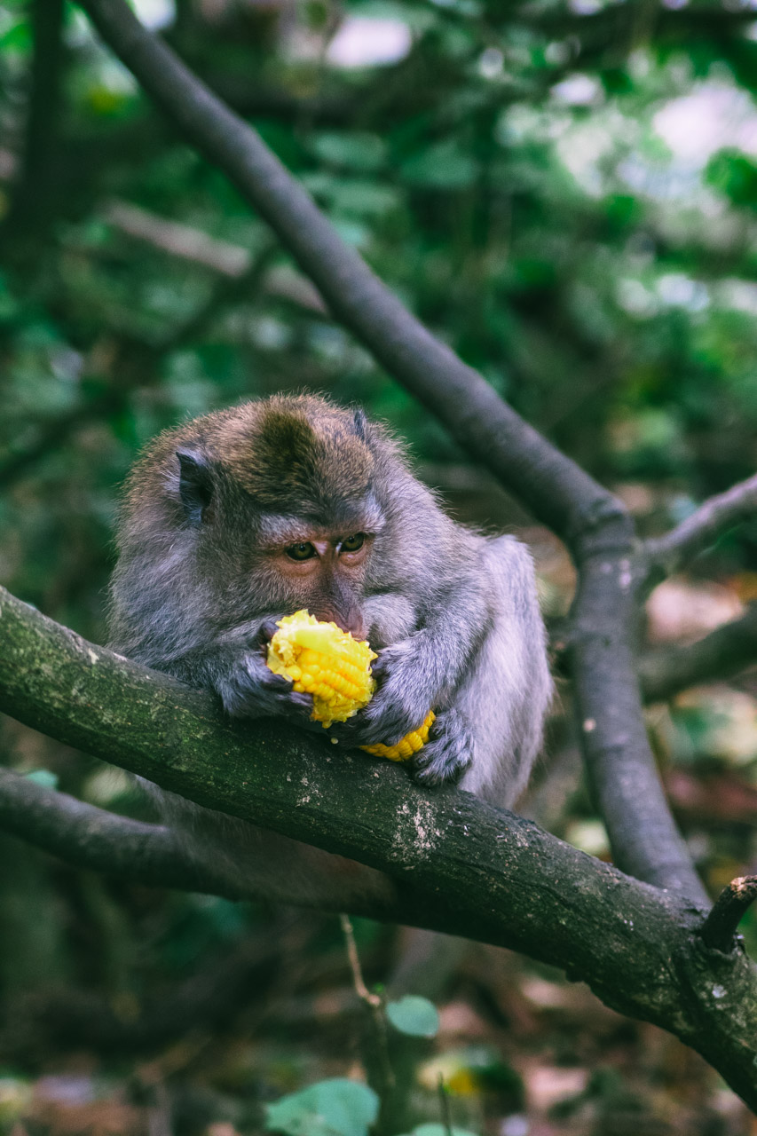 Wizyta w Małpim Lesie to wyjątkowa okazja do spotkania z uroczymi makakami