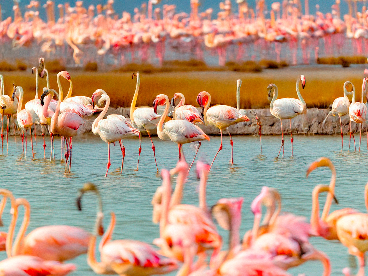 Flamingos on Isla Holbox, Mexico