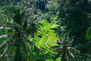 14 Very Best Things to Do in Ubud, Bali for First-Timers