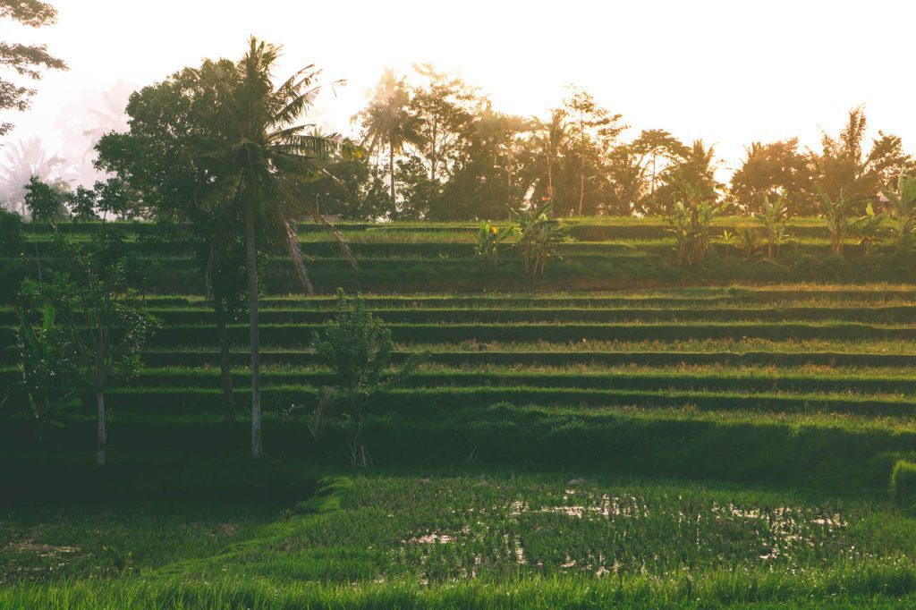 Walking along the Campuhan Ridge trail is a perfect way to escape the city hustle and bustle