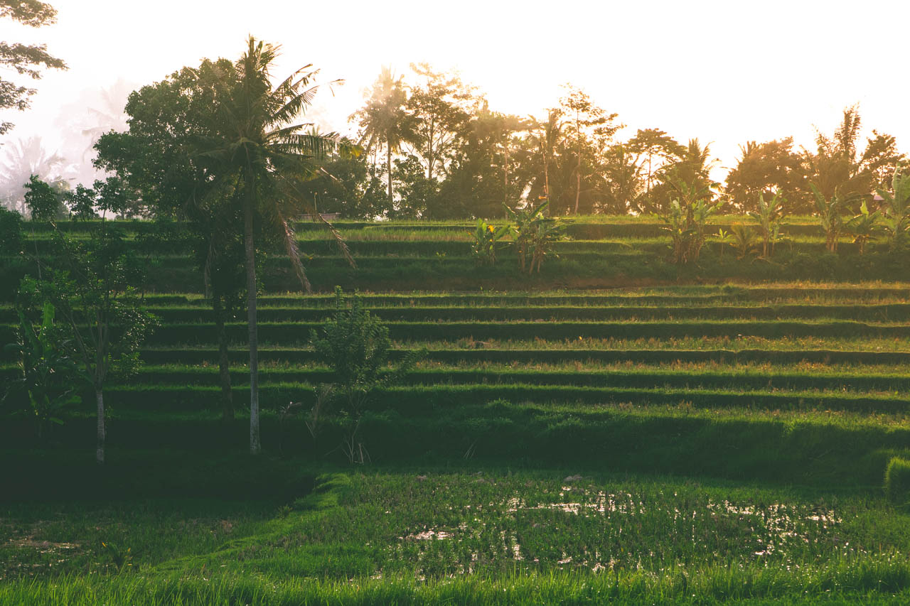 Walking along the Campuhan Ridge trail is a perfect way to escape the city hustle and bustle