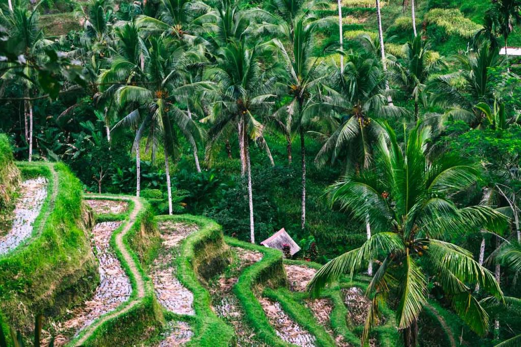 Exploring the Tegalalang Rice Terraces is one of the most popular things to do in Ubud