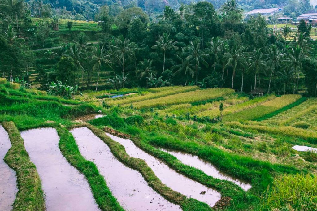 Jatiluwih rice terraces are a true paradise for photography enthusiasts