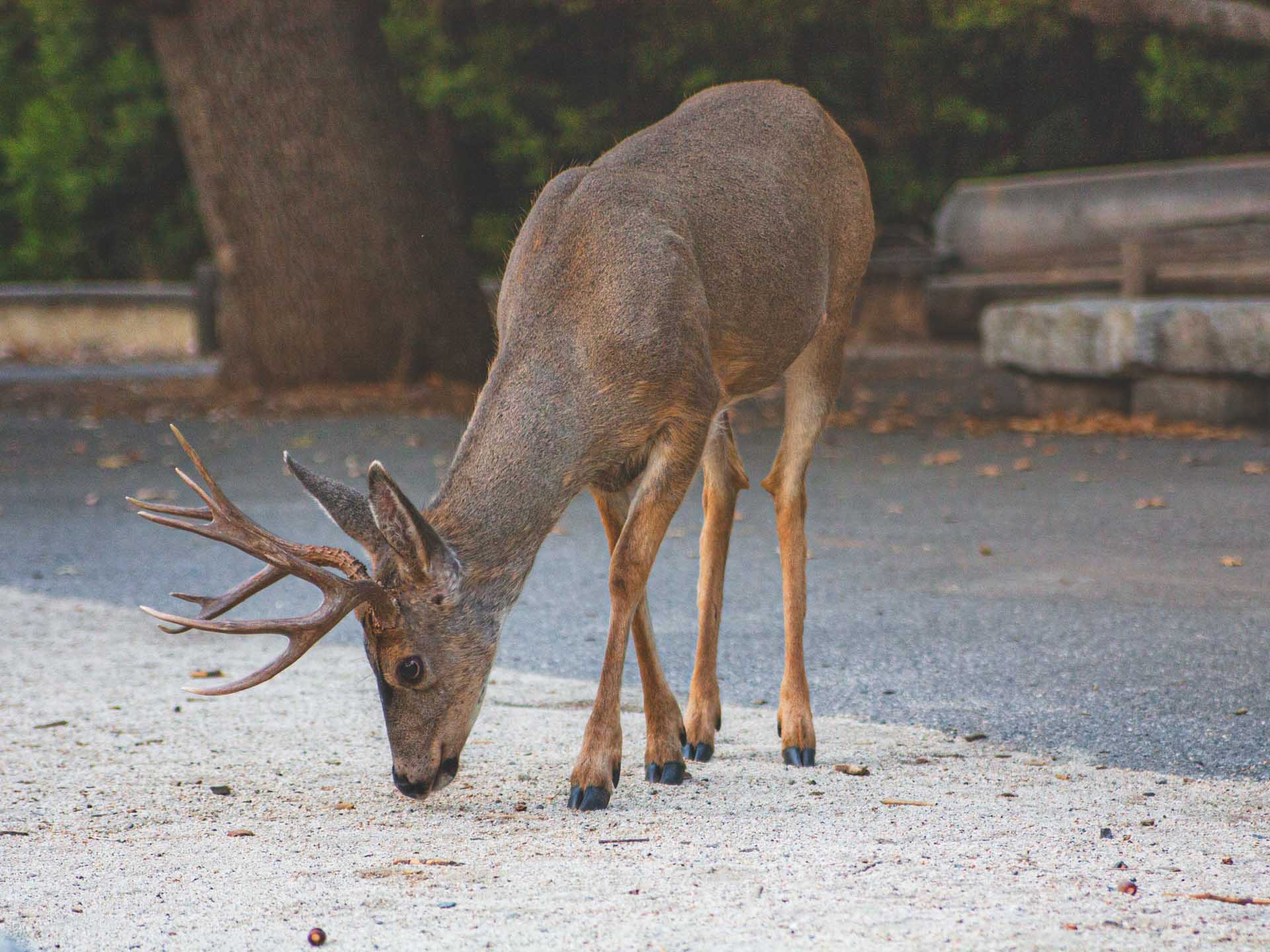 Things to Do on Yosemite