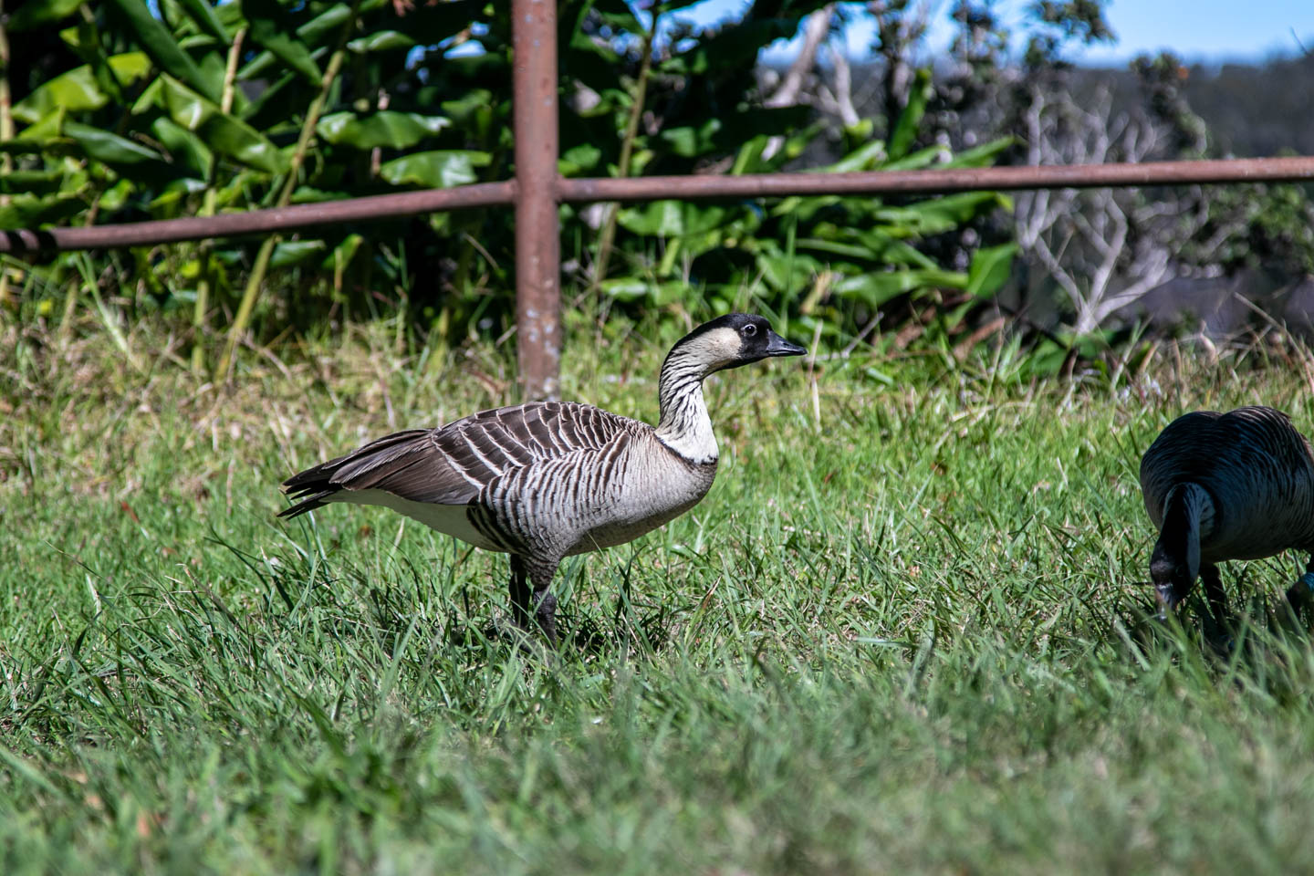 Hawaiian nene spotted on the Devastation Trail, Hawai'i Volcanoes National Park