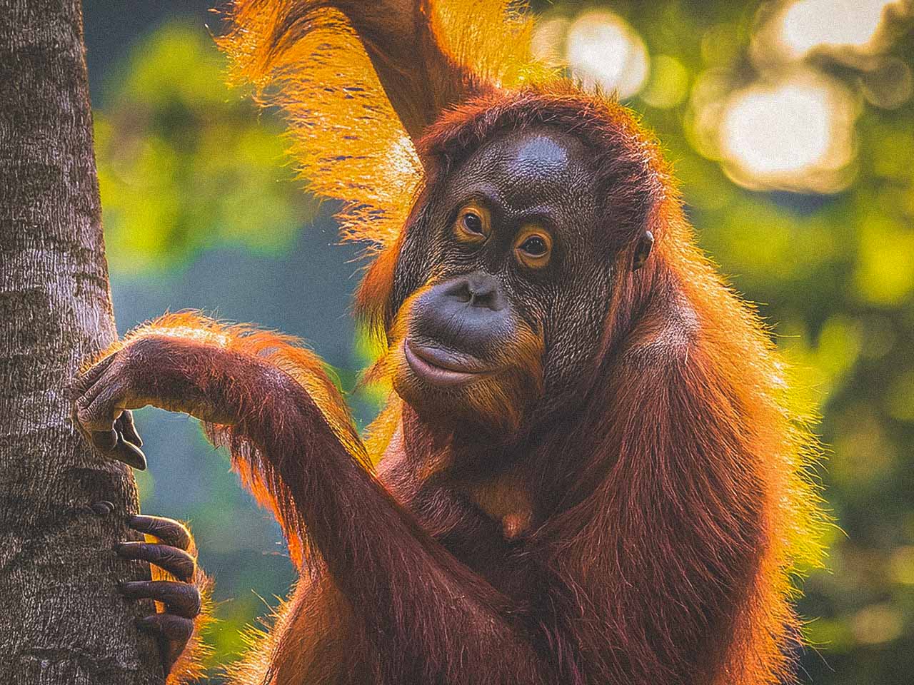 Encounters with orangutans in Borneo are a unique and unforgettable experience