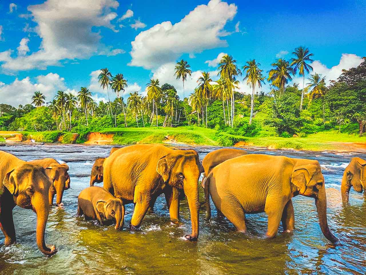 Sri Lanka is a fascinating place where you can observe elephants in their natural habitat