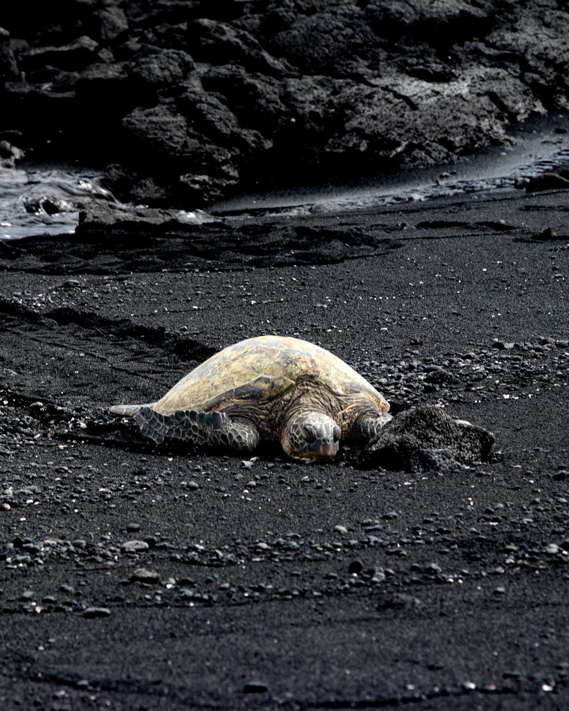 Plaża Punalu'u na wyspie Hawai'i