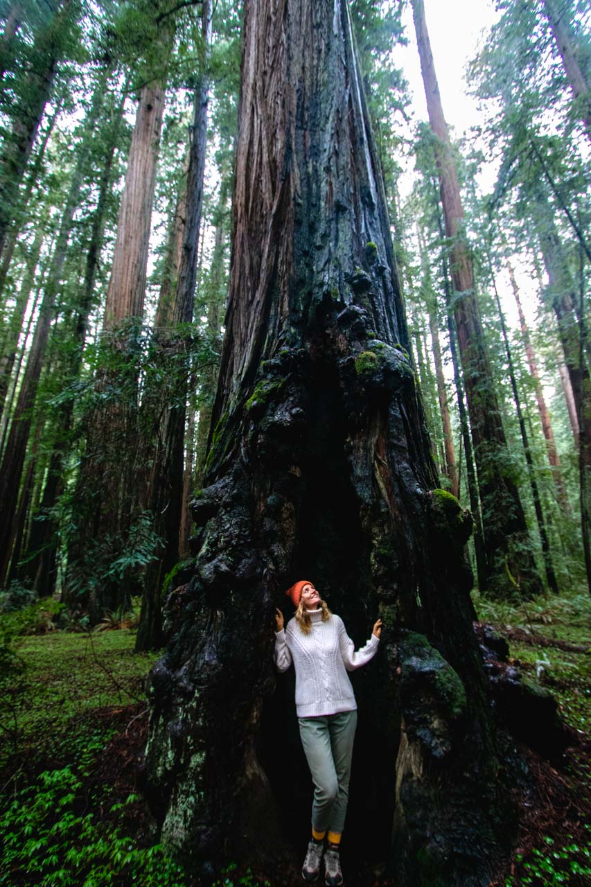 Humboldt Redwoods State Park, California