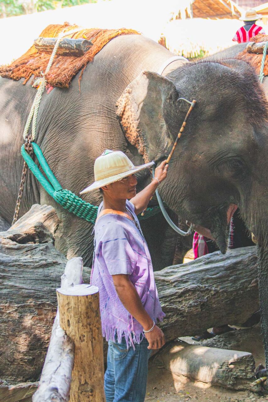 Behind the attraction. This tool is used to break a will - not to care for the animal