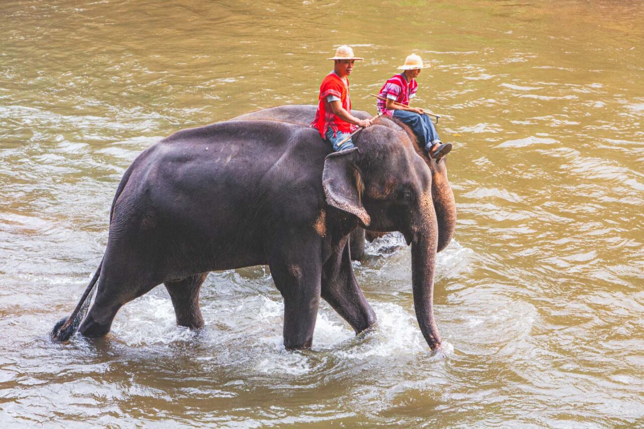 A glimpse of the exotic for you. A life of repetition for the elephant - without freedom, without consent