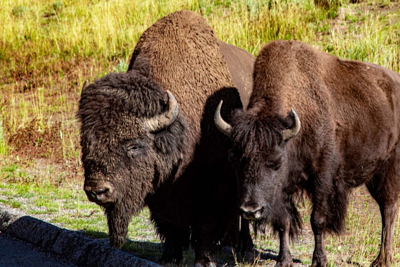 4. Hayden Valley - dolina, która miała zapach poranku i spokoju