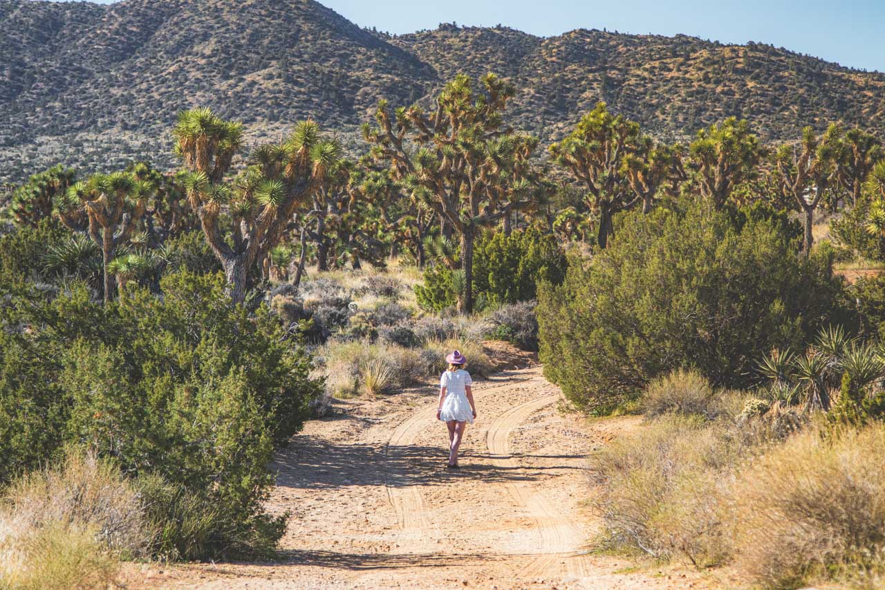 Joshua Tree National Park Hikes