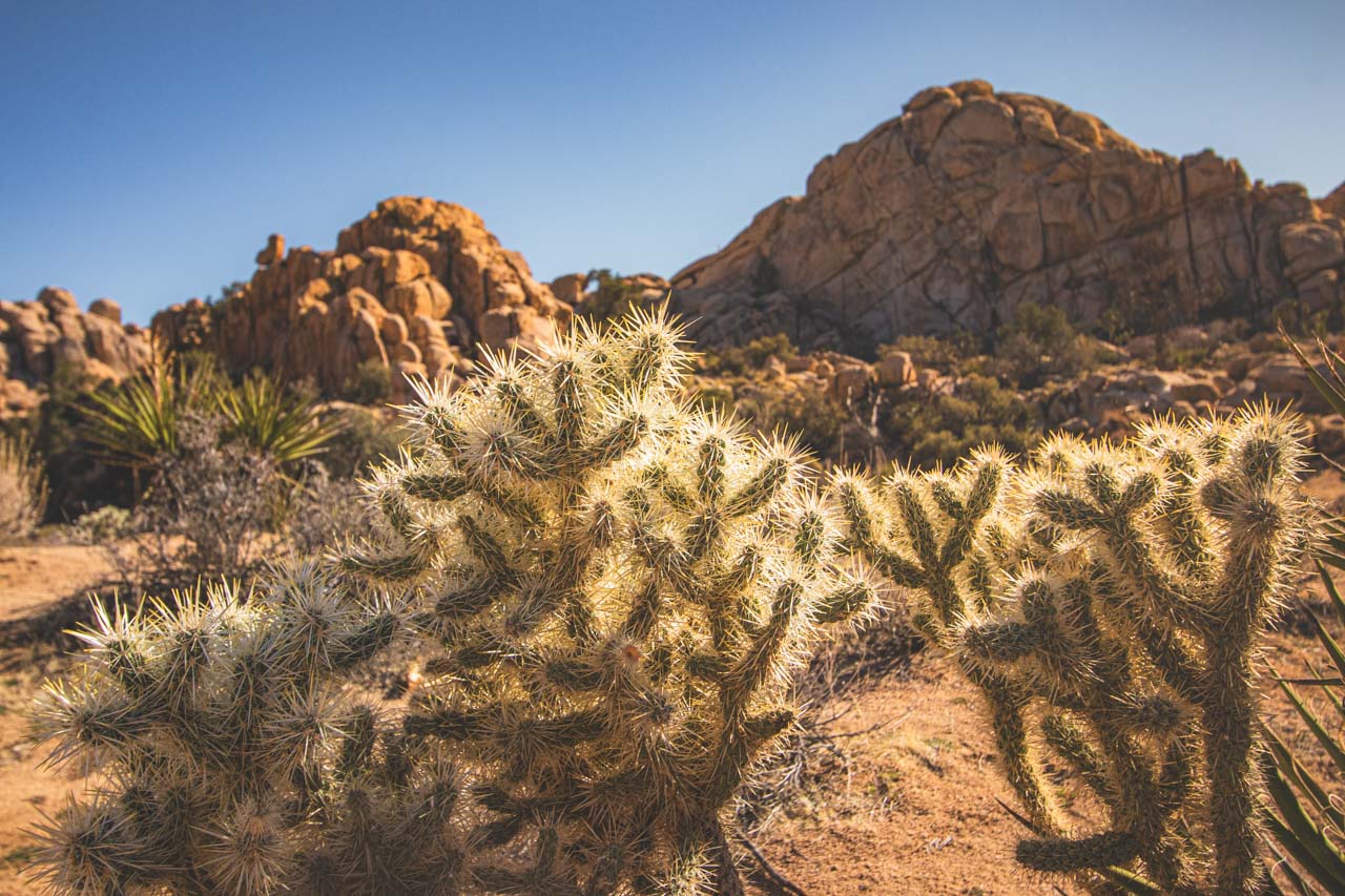 Joshua Tree National Park Hikes