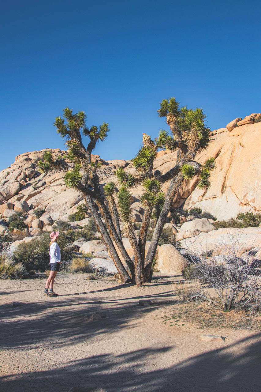 What to Pack for a Hike in Joshua Tree?