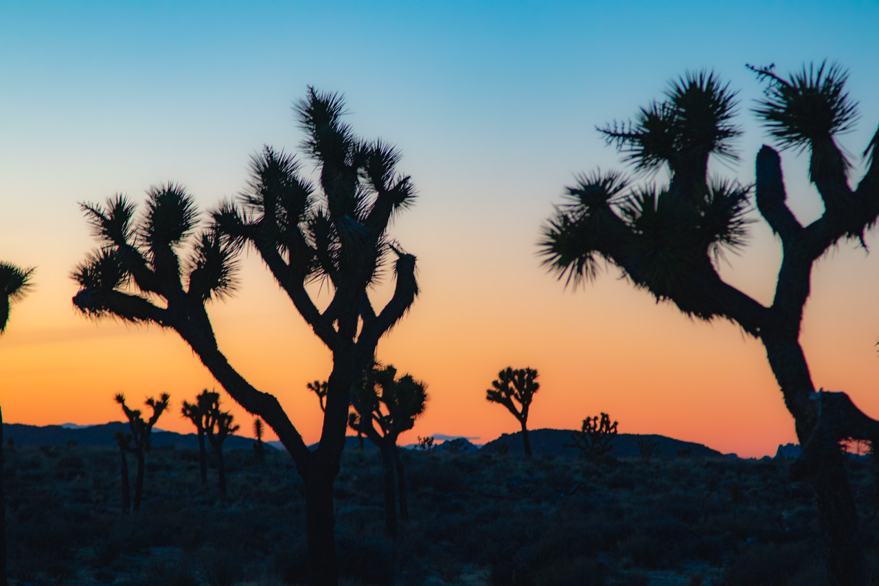 Joshua Tree National Park hikes