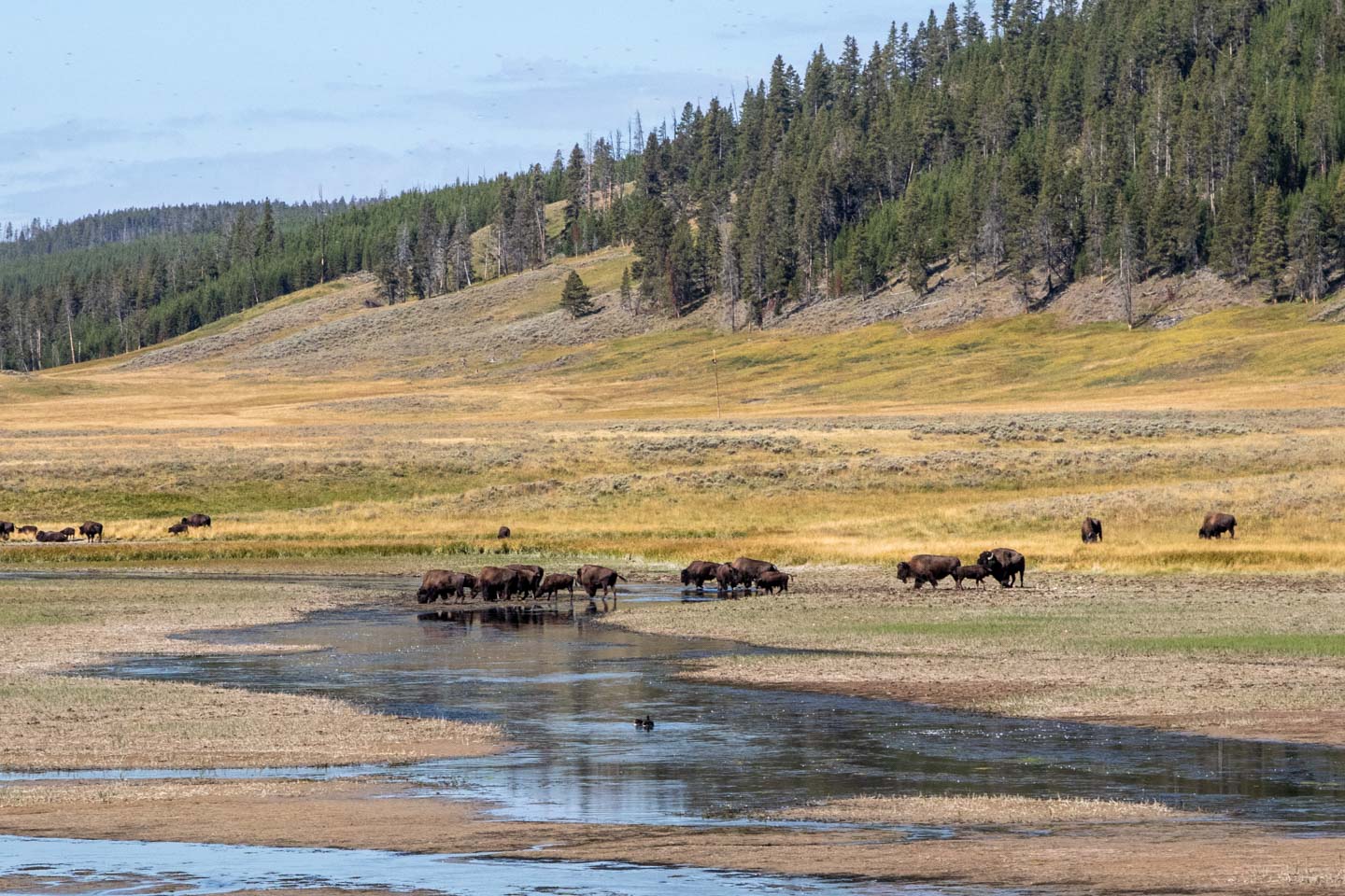 4. Hayden Valley - the valley that smelled of morning and peace