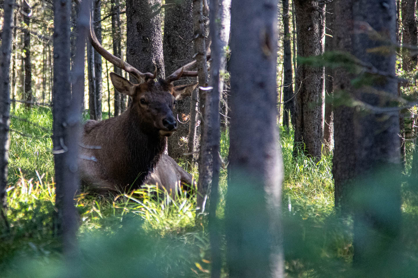 How many days do you need in Yellowstone?