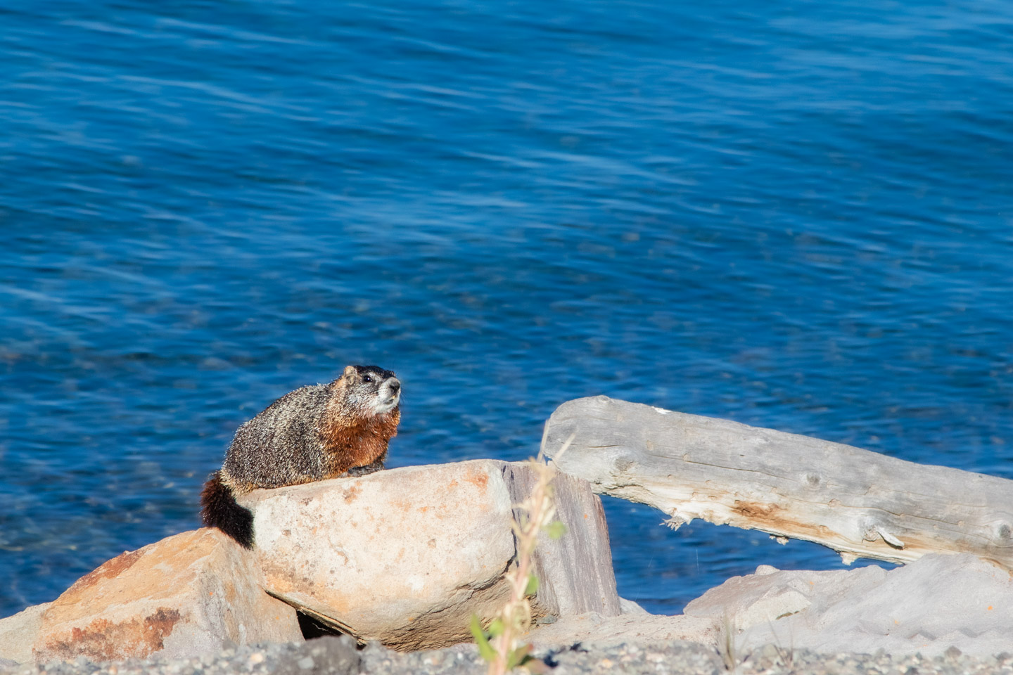 8. Yellowstone Lake - the cool heart of the park that soothes like a breath