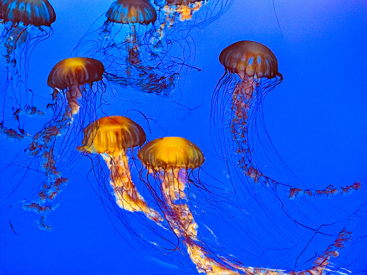 Monterey Bay Aquarium w Kalifornii to jedno z najbardziej znanych oceanariów na świecie