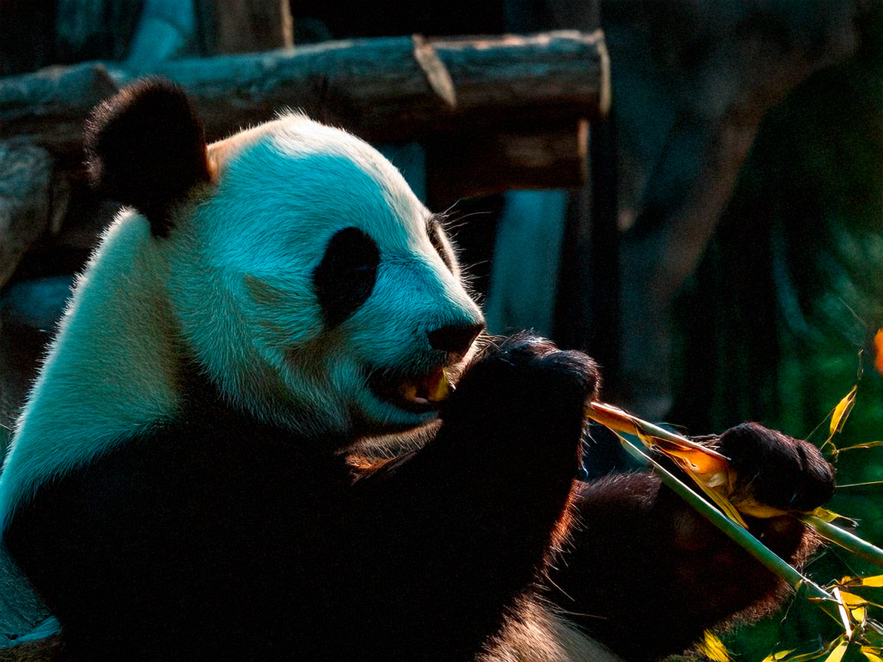 Pandy wielkie w San Diego Zoo uwielbiają nie tylko jeść, ale także pozować do zdjęć