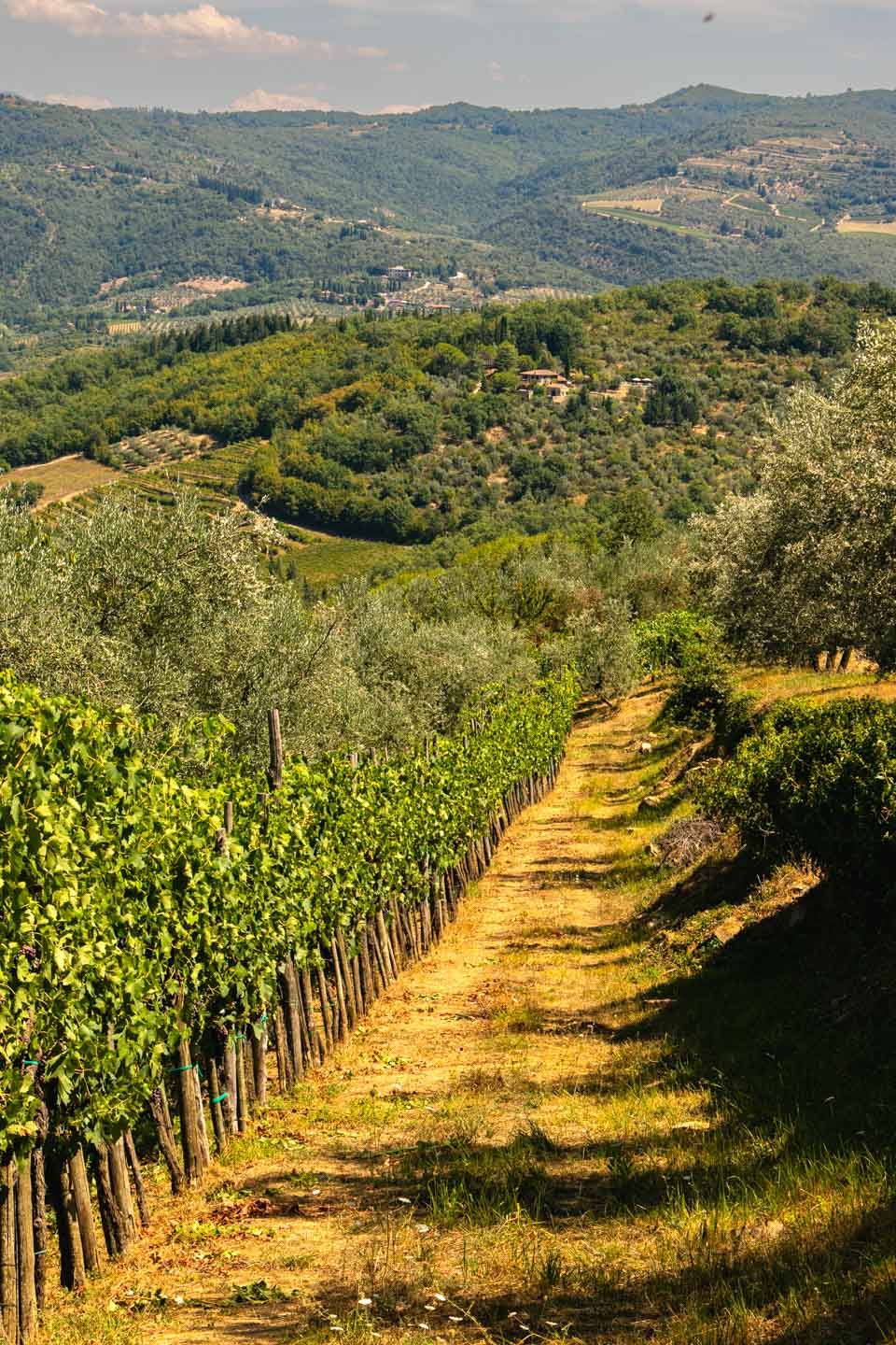 Panzano in Chianti, Tuscany, Italy