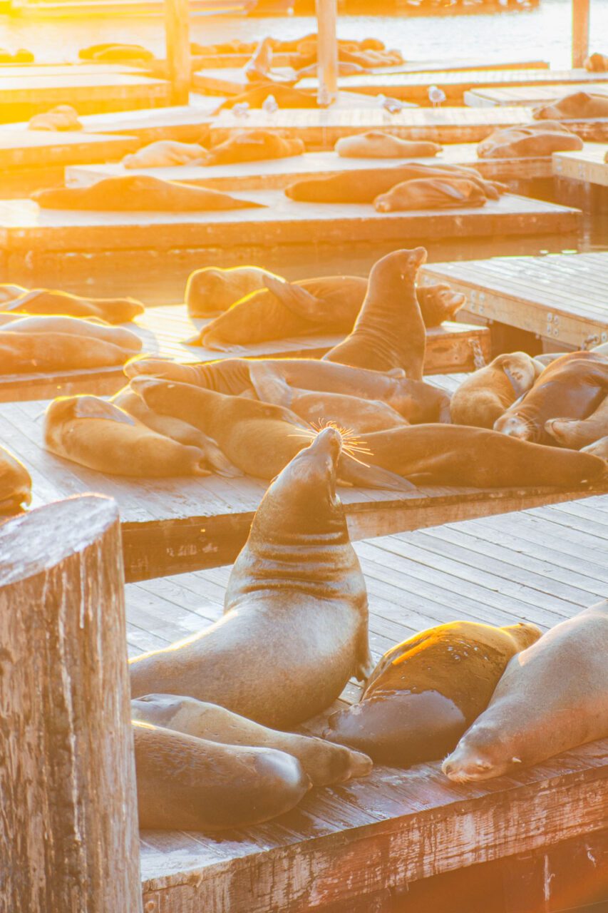 San Francisco w Jeden Dzień - Embarcadero