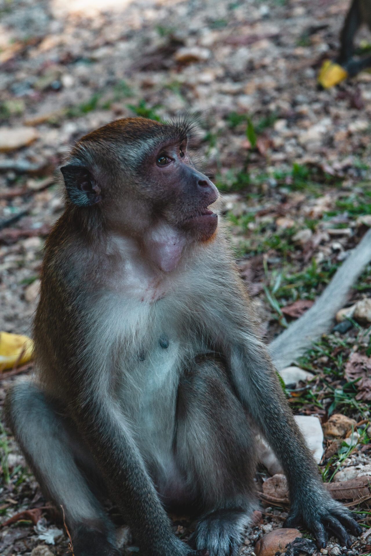 Monkey Beach is full of macaques!