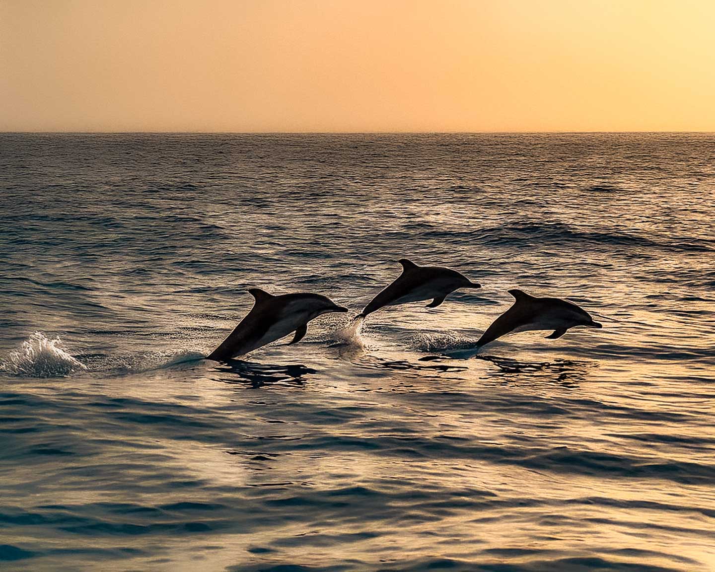 Comporta, Portugal offers an unforgettable dolphin-watching adventure