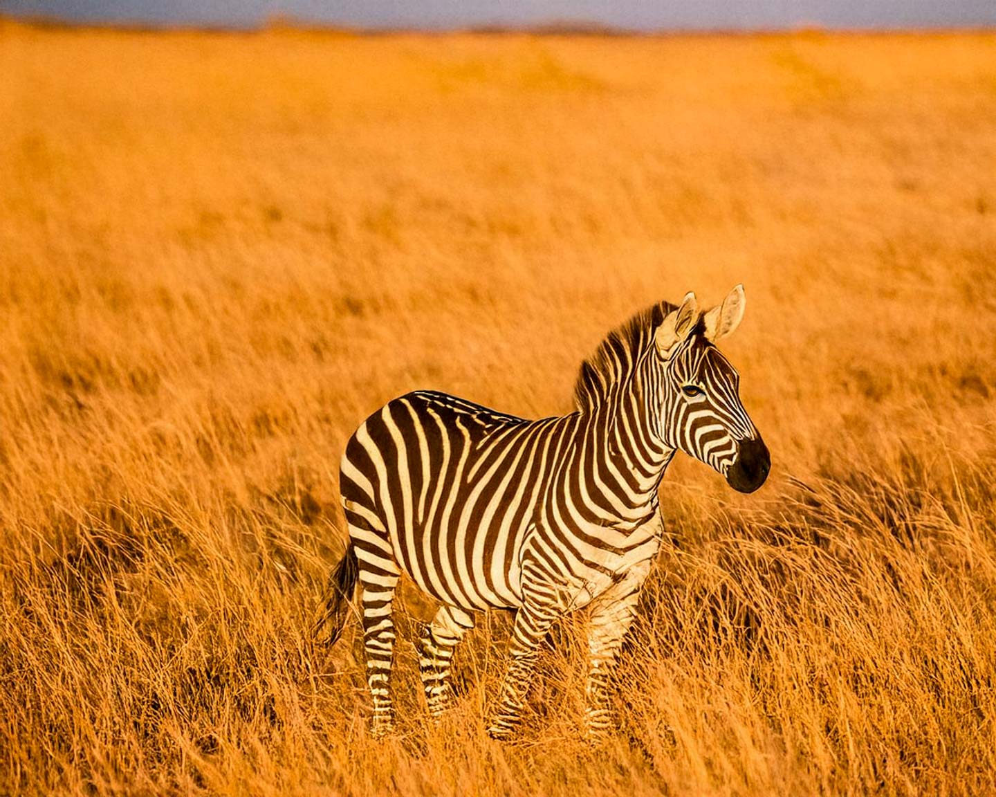 Luty to idealna pora na niezapomniane safari w Kenii lub Tanzanii