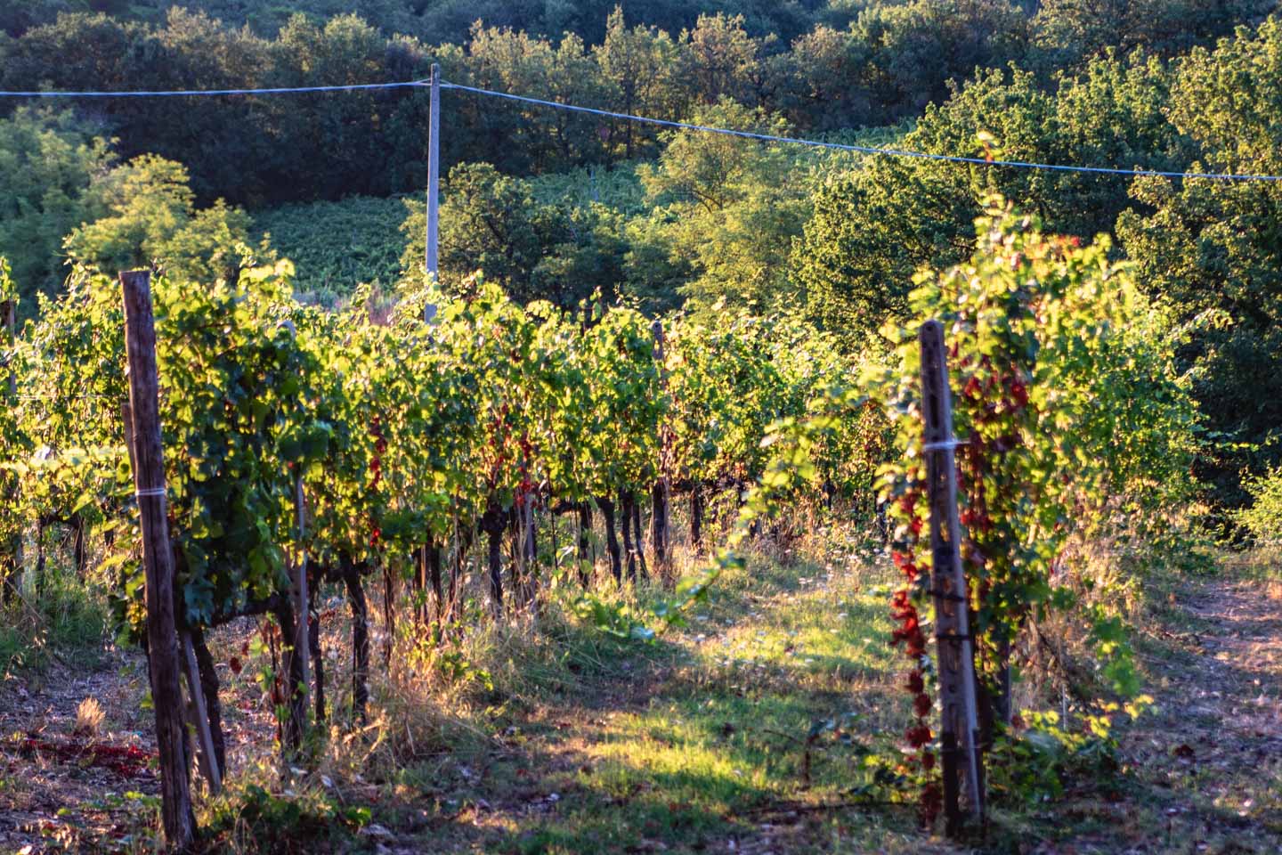 Palagetto Winery, San Gimignano