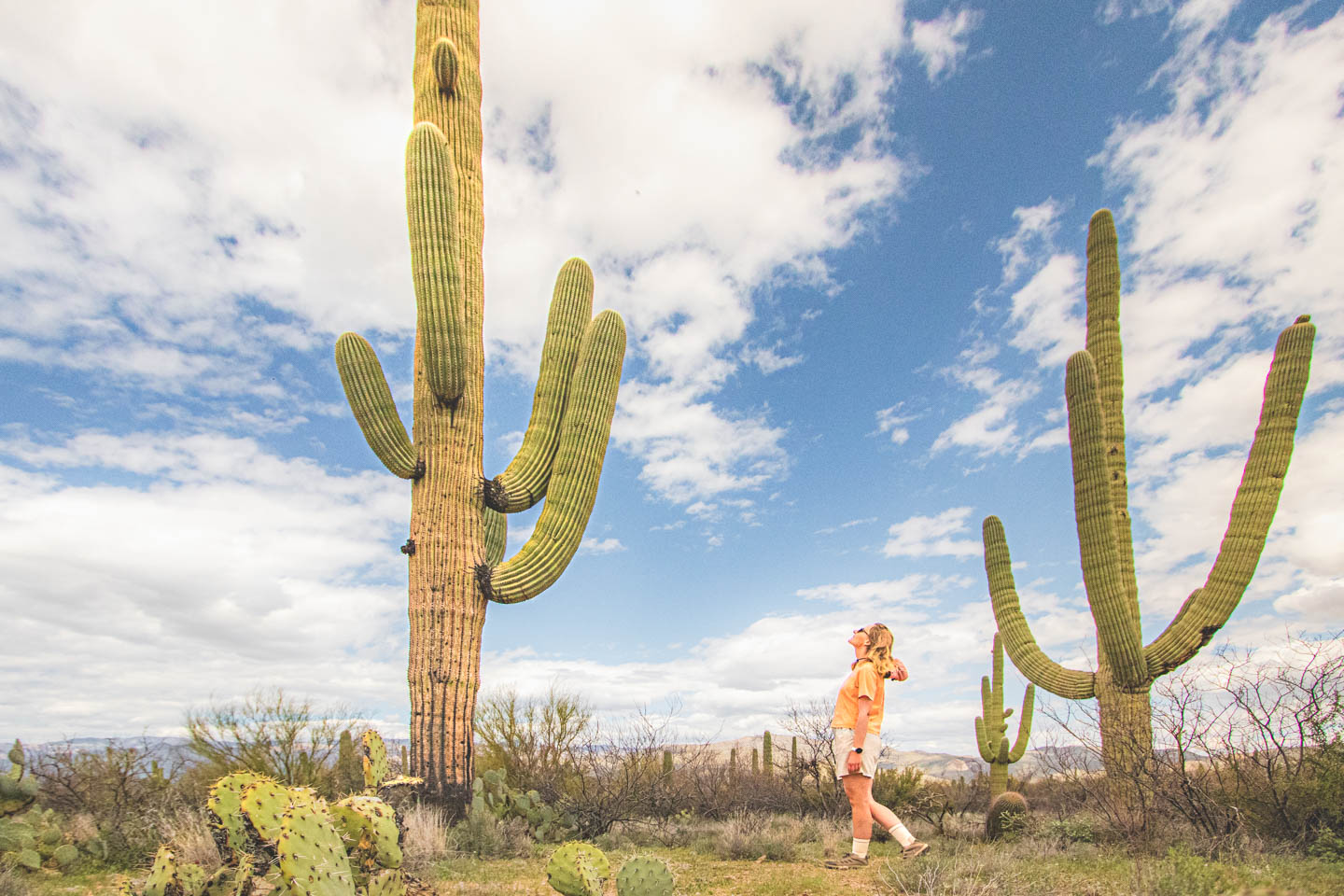 Saguaro National Park, Arizona